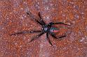 Latrodectus_hasselti_D3453_Z_82_Karinji NP_Australie